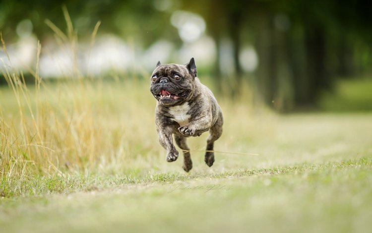 фон, собака, бег, французский бульдог, background, dog, running, french bulldog