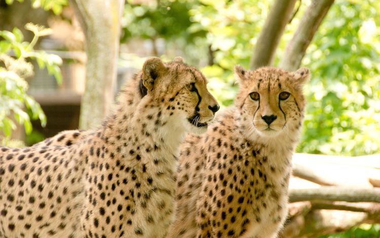 природа, африка, отдых, хищники, гепард, гепарды, nature, africa, stay, predators, cheetah, cheetahs