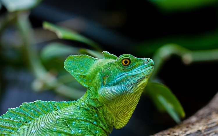глаза, ящерица, рептилия, пресмыкающиеся, зеленый василиск, василиск, eyes, lizard, reptile, reptiles, green basilisk, basilisk