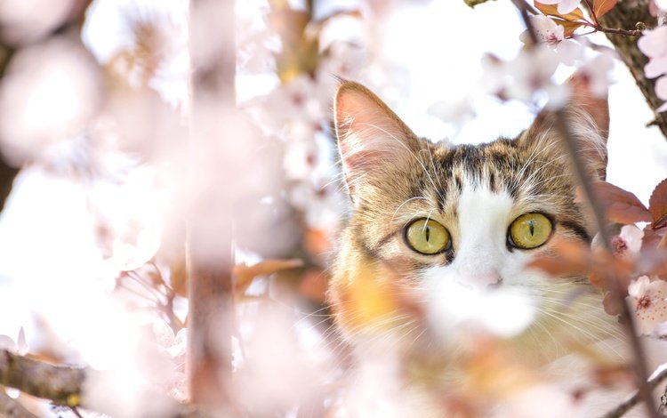 глаза, дерево, кот, мордочка, усы, кошка, взгляд, весна, вишня, cherry, eyes, tree, cat, muzzle, mustache, look, spring