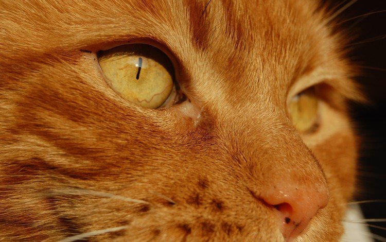 глаза, рыжый кот, кот, мордочка, усы, кошка, взгляд, рыжий кот, желтые глаза, yellow eye, eyes, ryzhyi kot, cat, muzzle, mustache, look, red cat, yellow eyes