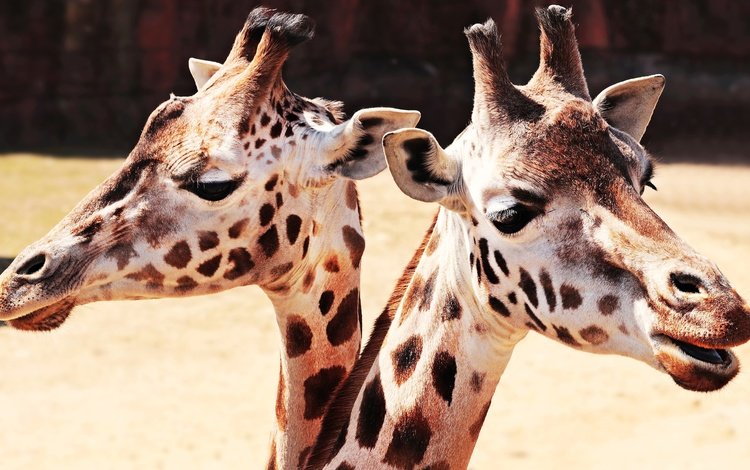 глаза, шея, морда, животные, пара, два, жираф, жирафы, зоопарк, eyes, neck, face, animals, pair, two, giraffe, giraffes, zoo