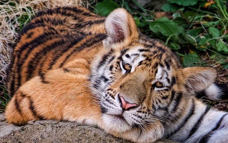 тигр, хищник, животное, тигренок, амурский тигр, tiger, predator, animal, the amur tiger