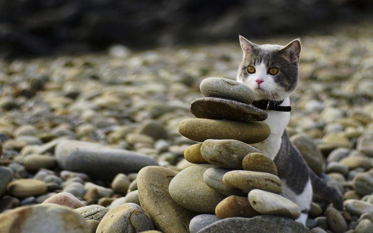 камни, берег, галька, кот, мордочка, усы, кошка, взгляд, ошейник, collar, stones, shore, pebbles, cat, muzzle, mustache, look