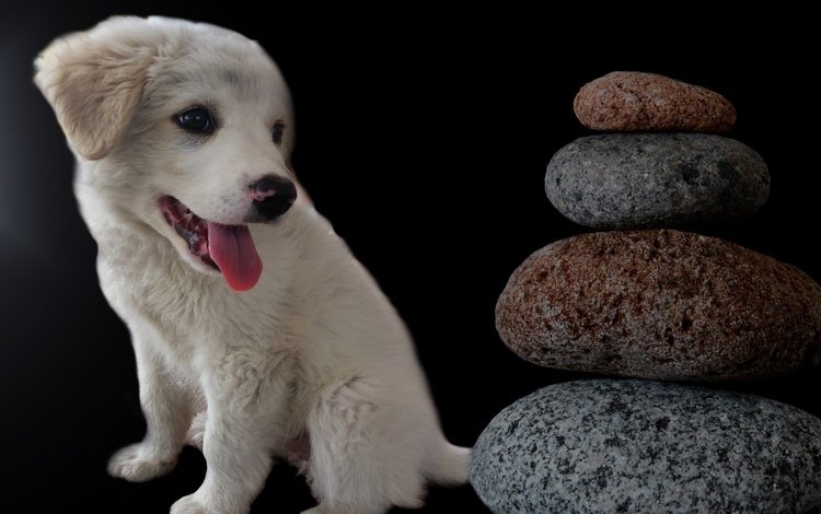 камни, мордочка, взгляд, собака, щенок, черный фон, язык, stones, muzzle, look, dog, puppy, black background, language