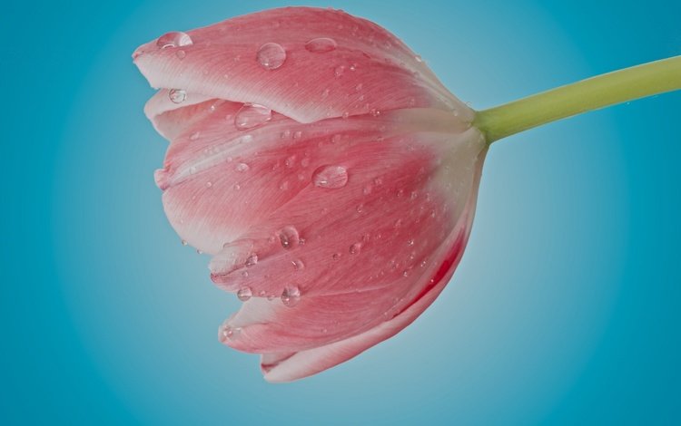 цветок, капли, лепестки, бутон, розовый, тюльпан, flower, drops, petals, bud, pink, tulip