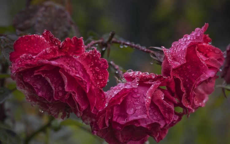 цветы, капли, розы, лепестки, после дождя, flowers, drops, roses, petals, after the rain
