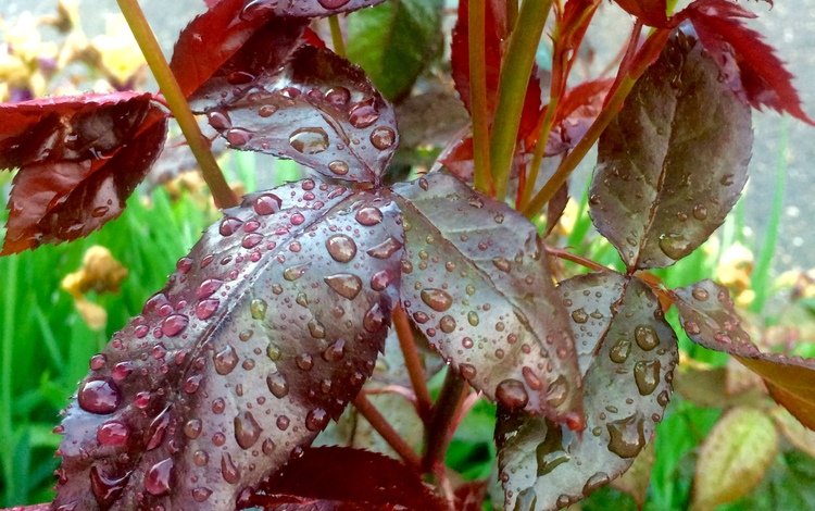 листья, капли, капли воды, после дождя, leaves, drops, water drops, after the rain