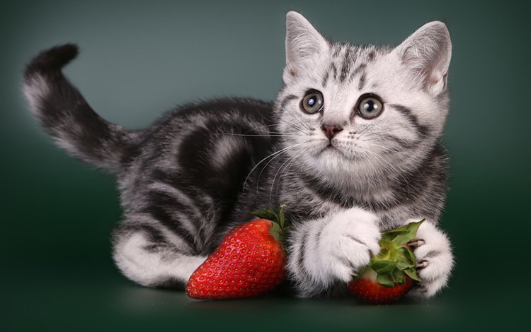 кот, бабуля, мордочка, ты моя любимая, усы, клубника, кошка, взгляд, котенок, ягоды, животное, animal, cat, grandma, muzzle, you are my favorite, mustache, strawberry, look, kitty, berries