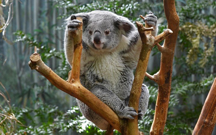природа, дерево, животные, коала, сумчатые, nature, tree, animals, koala, marsupials
