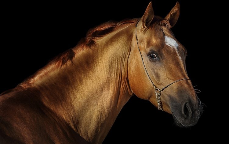 лошадь, черный фон, конь, грива, жеребец, svetlana ryazantseva, horse, black background, mane, stallion