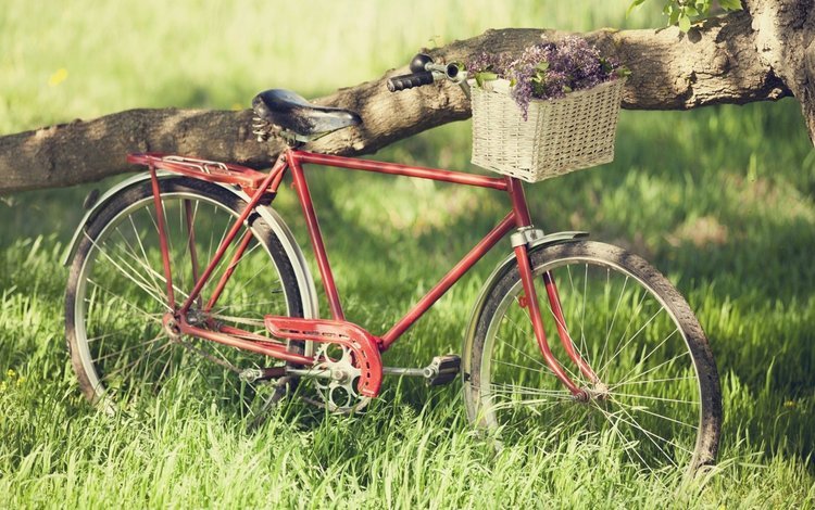 корзинка с цветами, старый велосипед, a basket of flowers, old bike