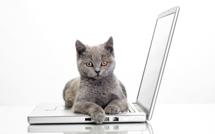 кошка, ноутбук, cat, laptop