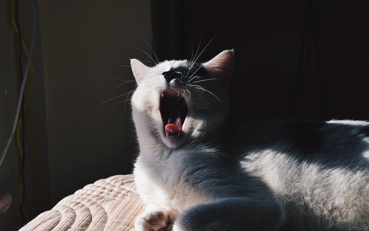 кот, мордочка, усы, кошка, белый, зевает, cat, muzzle, mustache, white, yawns