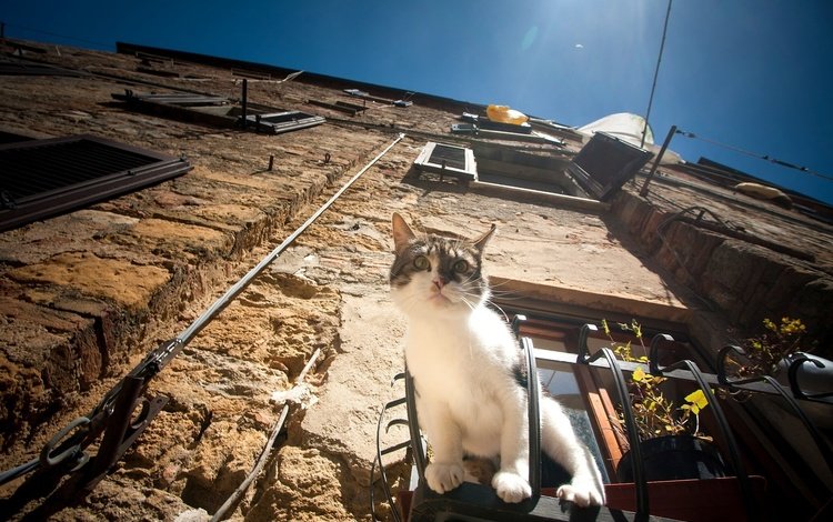 кот, мордочка, усы, кошка, взгляд, дом, окно, cat, muzzle, mustache, look, house, window