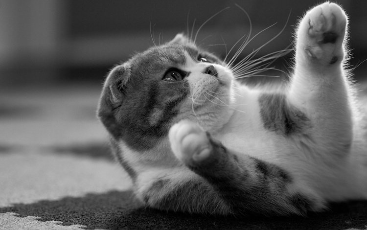 кот, кошка, чёрно-белое, лапки, скоттиш-фолд, шотландская вислоухая кошка, cat, black and white, legs, scottish fold, scottish fold cat