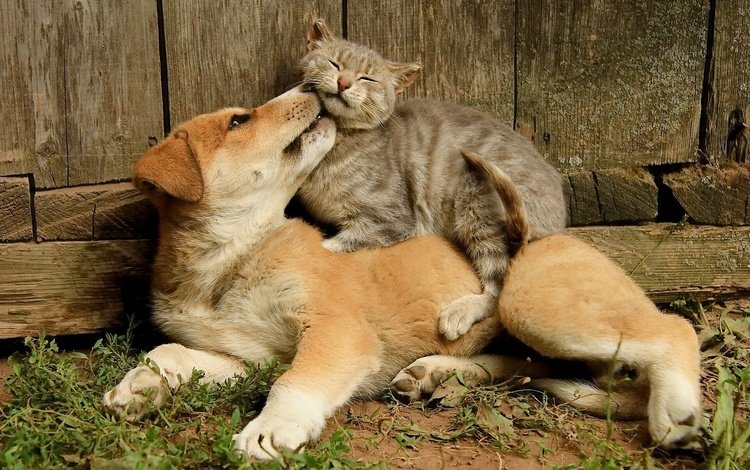 кот, кошка, собака, щенок, дружба, друзья, cat, dog, puppy, friendship, friends