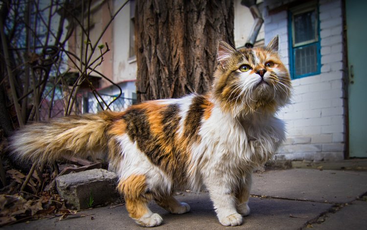 кот, мордочка, усы, кошка, взгляд, улица, дом, животное, cat, muzzle, mustache, look, street, house, animal