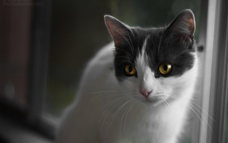 кот, кошка, взгляд, желтые глаза, cat, look, yellow eyes