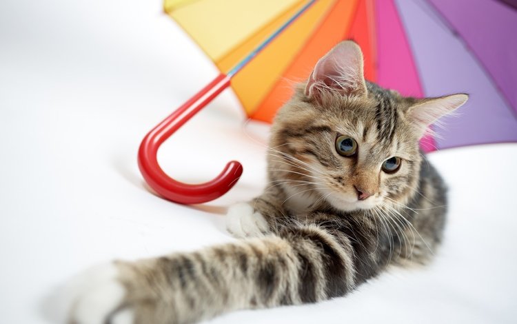 кот, мордочка, усы, кошка, взгляд, зонтик, лапка, cat, muzzle, mustache, look, umbrella, foot