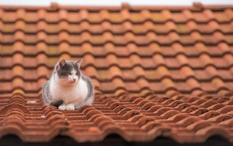 кот, мордочка, усы, кошка, взгляд, крыша, черепица, cat, muzzle, mustache, look, roof, tile