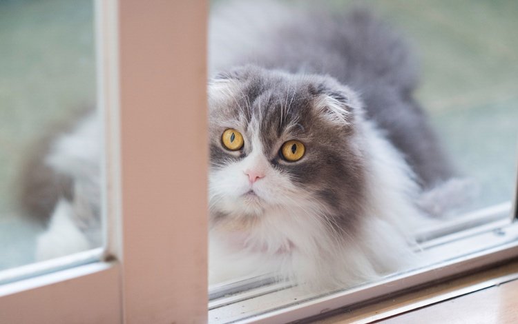 кот, мордочка, кошка, взгляд, окно, пушистая, шотландская, вислоухая, желтые глаза, yellow eyes, cat, muzzle, look, window, fluffy, scottish, fold