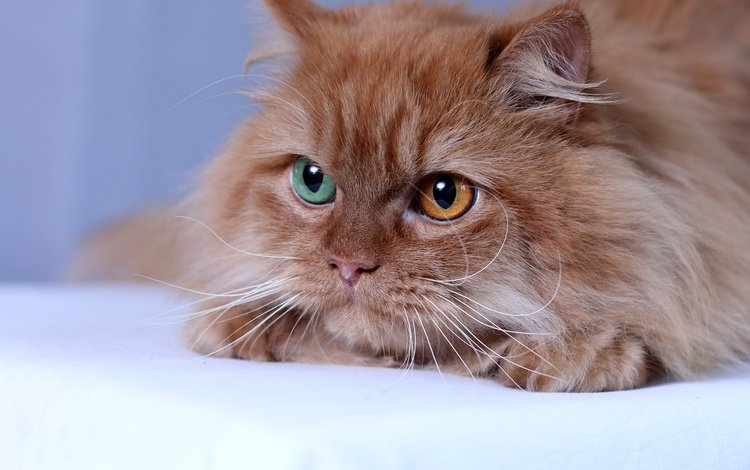 глаза, кот, мордочка, кошка, взгляд, рыжая, пушистая, eyes, cat, muzzle, look, red, fluffy