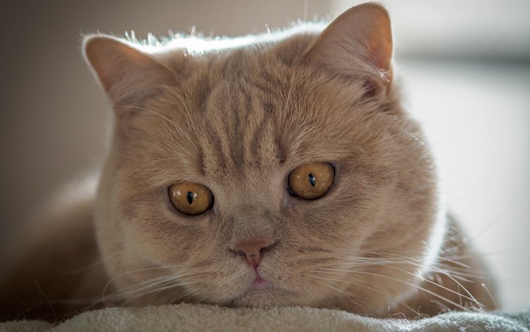 кот, мордочка, усы, кошка, взгляд, британская короткошерстная кошка, cat, muzzle, mustache, look, british shorthair