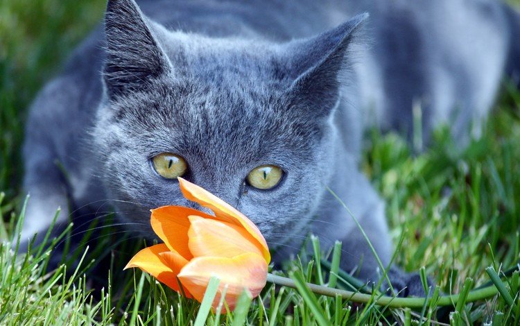 трава, цветок, кот, мордочка, усы, кошка, взгляд, тюльпан, британец, british, grass, flower, cat, muzzle, mustache, look, tulip