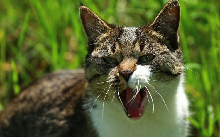 кот, мордочка, усы, шерсть, кошка, взгляд, мордашка, зевает, cat, muzzle, mustache, wool, look, face, yawns