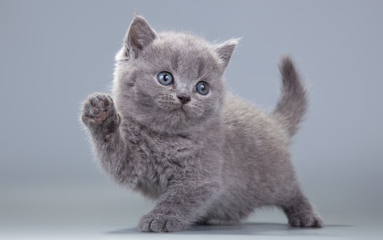 взгляд, котенок, серый, лапки, пушистик, британская кошка, look, kitty, grey, legs, pussy, british cat