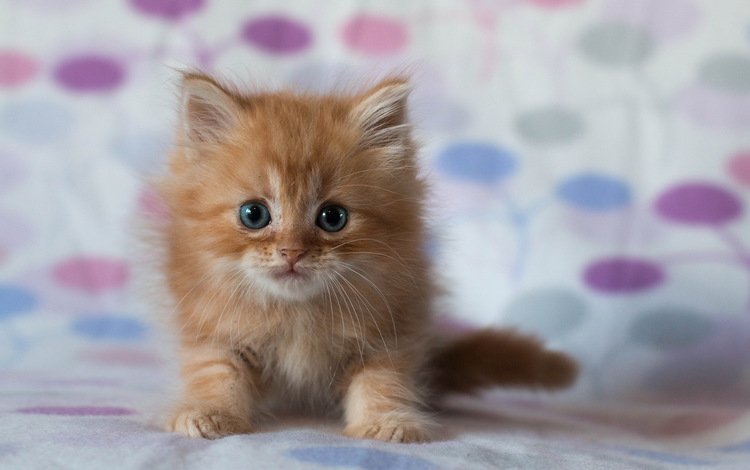 кот, мордочка, усы, кошка, взгляд, котенок, рыжий кот, cat, muzzle, mustache, look, kitty, red cat