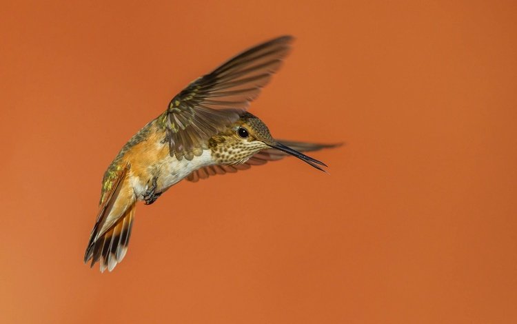 крылья, птица, клюв, колибри, охристый колибри, wings, bird, beak, hummingbird, buffy hummingbird