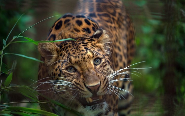 морда, трава, взгляд, леопард, хищник, зубы, дикая кошка, face, grass, look, leopard, predator, teeth, wild cat