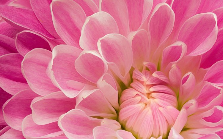 макро, цветок, лепестки, розовый, георгин, крупным планом, macro, flower, petals, pink, dahlia, closeup