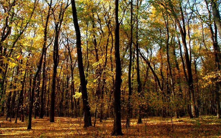 деревья, лес, листья, ветки, стволы, осень, trees, forest, leaves, branches, trunks, autumn