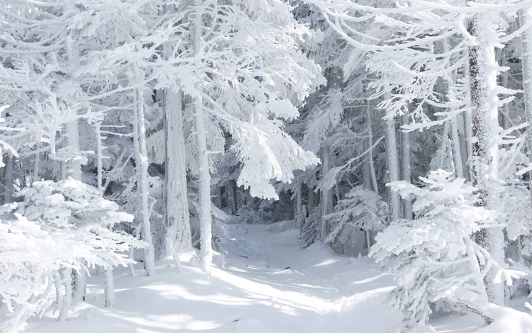 дорога, снег, природа, лес, зима, иней, леса, чаща, road, snow, nature, forest, winter, frost, thicket