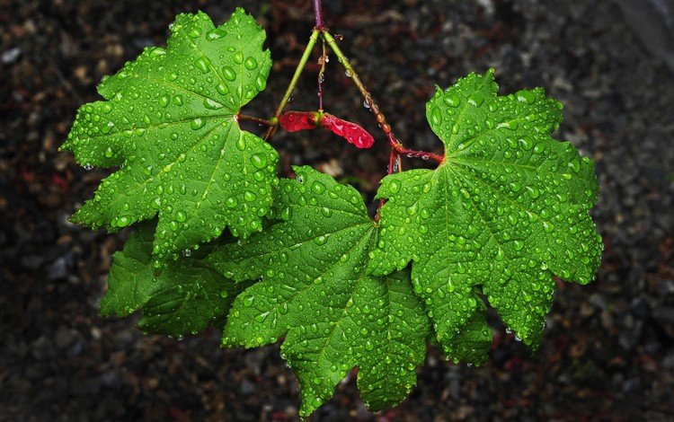 природа, листья, капли, зеленые, дождь, клен, nature, leaves, drops, green, rain, maple