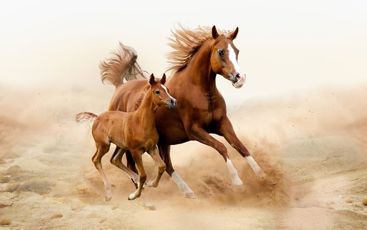 лошадь, лошади, кони, пыль, грива, бег, жеребенок, horse, horses, dust, mane, running, foal