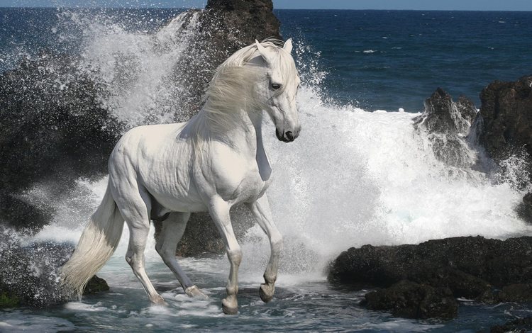 лошадь, скалы, камни, море, прибой, конь, жеребец, скакун, horse, rocks, stones, sea, surf, stallion