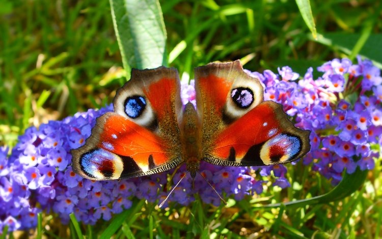 макро, насекомое, бабочка, крылья, цветочки, павлиний глаз, macro, insect, butterfly, wings, flowers, peacock