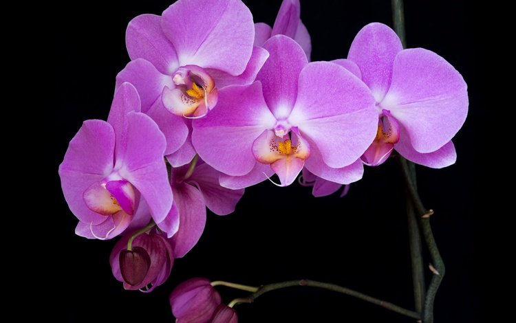 ветка, макро, фон, цветок, лепестки, черный фон, орхидея, branch, macro, background, flower, petals, black background, orchid