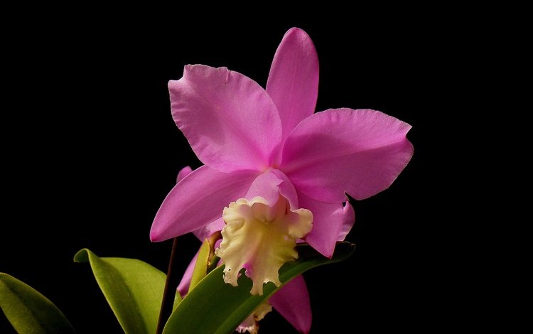 макро, фон, цветок, лепестки, черный фон, орхидея, macro, background, flower, petals, black background, orchid