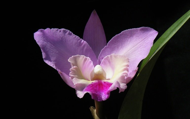 макро, фон, цветок, лепестки, черный фон, орхидея, macro, background, flower, petals, black background, orchid