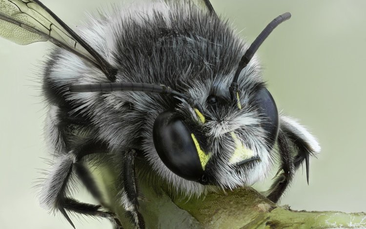макро, насекомое, фон, взгляд, крылья, животное, пчела, шмель, macro, insect, background, look, wings, animal, bee, bumblebee
