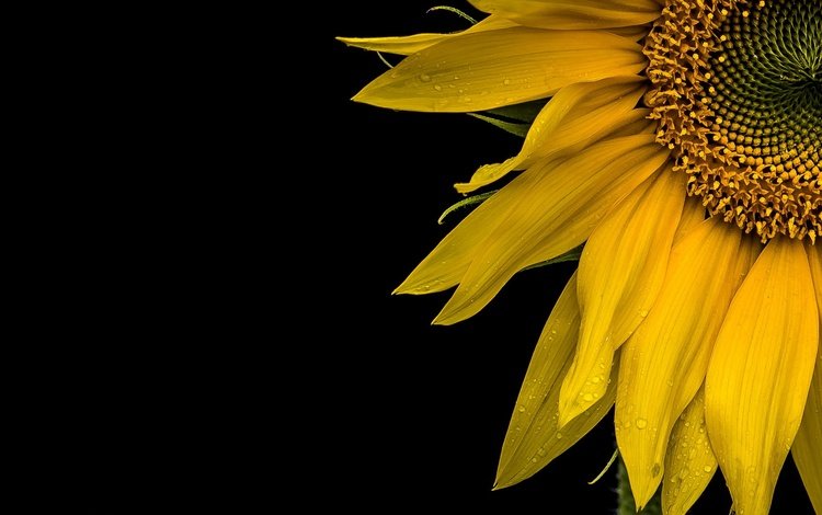 желтый, макро, фон, цветок, лепестки, подсолнух, черный фон, yellow, macro, background, flower, petals, sunflower, black background