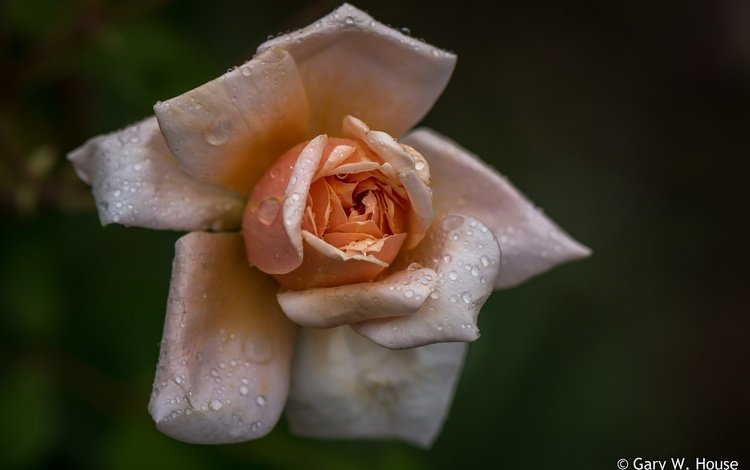 макро, фон, капли, роза, лепестки, macro, background, drops, rose, petals