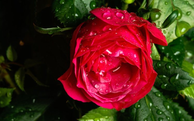 макро, цветок, капли, роза, бутон, после дождя, macro, flower, drops, rose, bud, after the rain