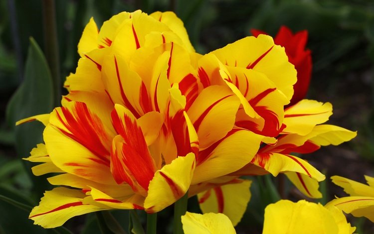 цветы, макро, лепестки, весна, тюльпаны, тюльпан, flowers, macro, petals, spring, tulips, tulip