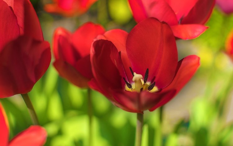 цветы, макро, лепестки, тюльпаны, красные тюльпаны, flowers, macro, petals, tulips, red tulips